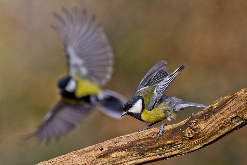 Stunning Bird Photography